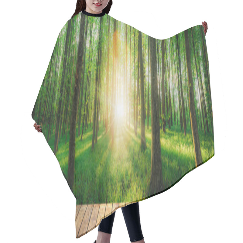 Personality  Spring Forest Trees. Nature Green Wood Sunlight Backgrounds On Table Wood Backgrounds Hair Cutting Cape