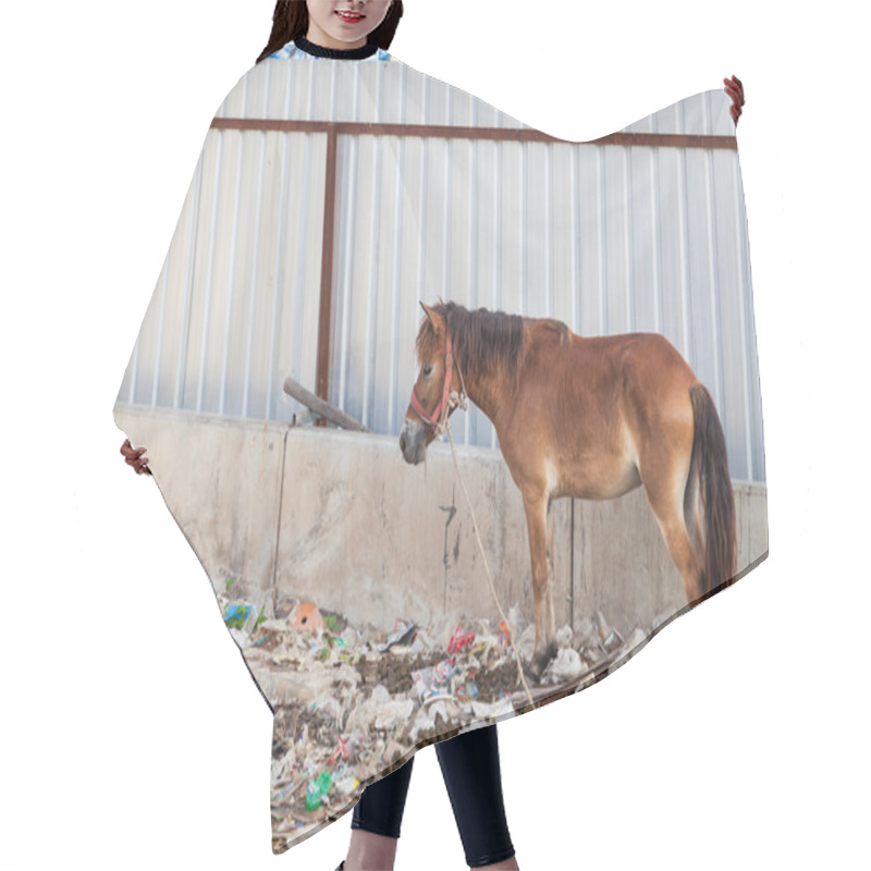 Personality  A Horse In Thailand Stands In The Waste And Its Own Excrement. Hair Cutting Cape