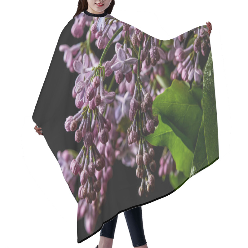 Personality  Close-up Shot Of Branch Of Lilac Flowers And Leaves Covered With Water Drops Isolated On Black Hair Cutting Cape