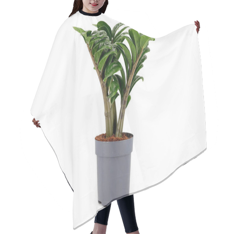 Personality  Zamioculcas Zenzi, Tropical Mini Houseplant In Grey Pot Isolated On White Background. Hair Cutting Cape