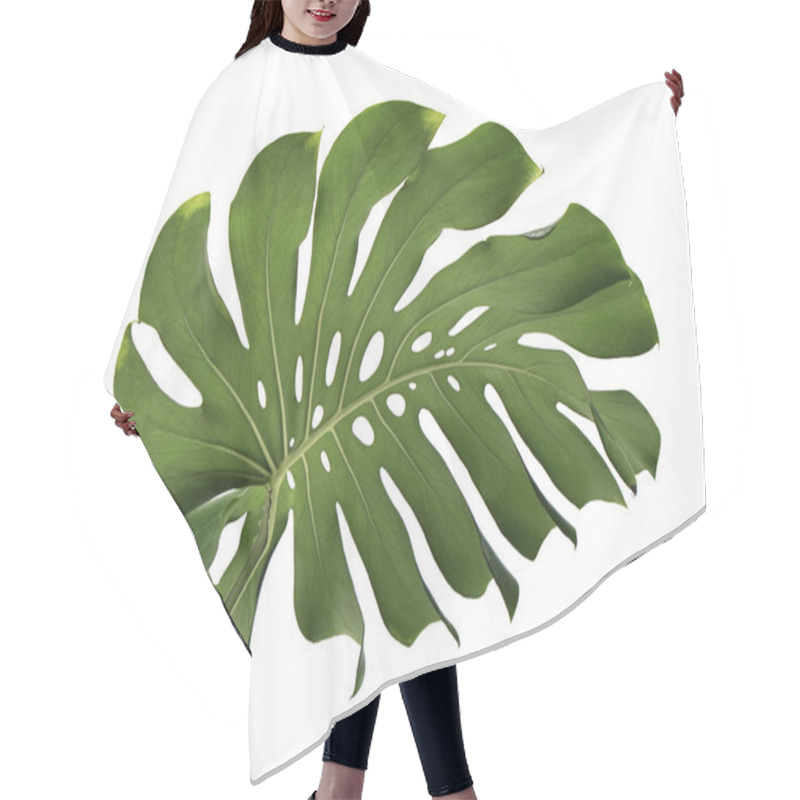 Personality  Monstera Deliciosa Leaf Or Swiss Cheese Plant, Isolated On White Background, With Clipping Path Hair Cutting Cape