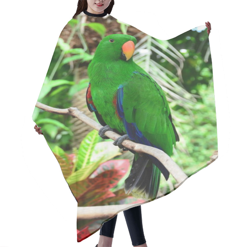 Personality  An Eclectus Parrot Sits Perched On A Branch In Its Environment. Hair Cutting Cape