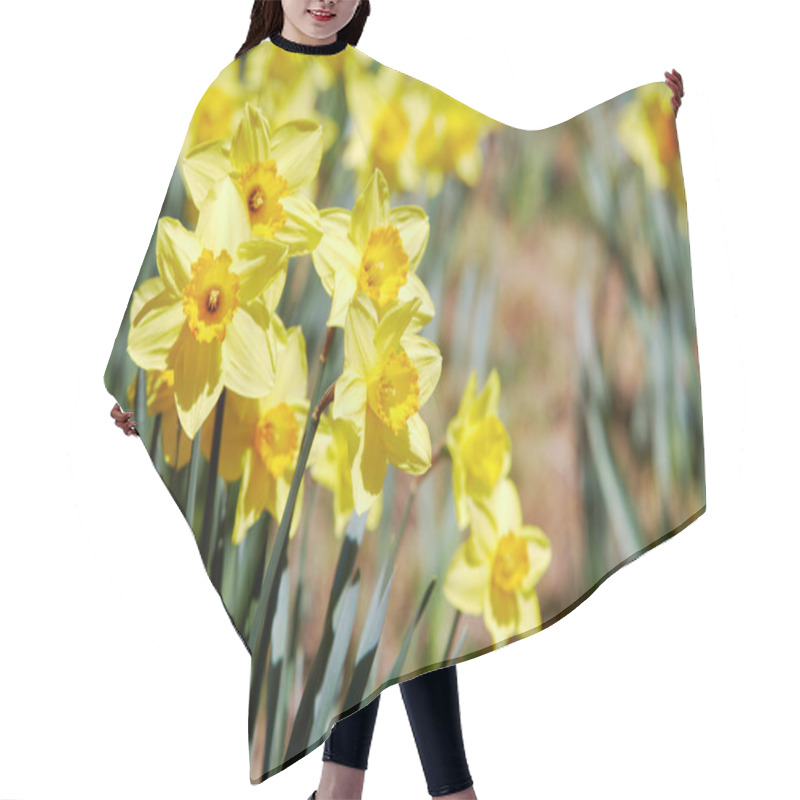 Personality  Yellow Daffodils Outdoors Hair Cutting Cape