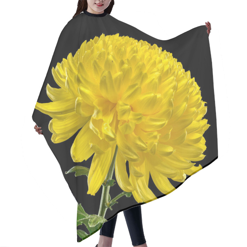 Personality  A Radiant Yellow Chrysanthemum In Full Bloom, Set Against A Black Background. The Vibrant Petals Create A Stunning Contrast, Highlighting The Intricate Details Of This Beautiful Flower Hair Cutting Cape