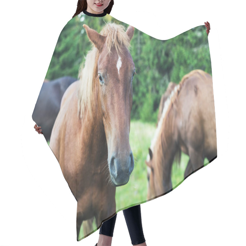 Personality  Portrait Of A Brown Horse  Hair Cutting Cape