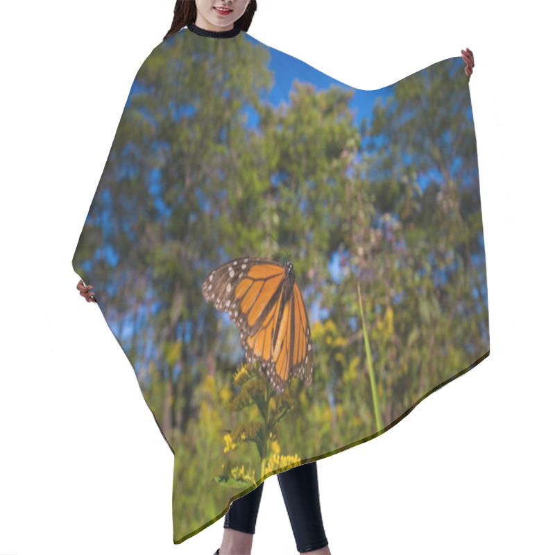 Personality  Detail Of Monarch Butterfly (Danaus Plexippus) In Ontario Provin Hair Cutting Cape