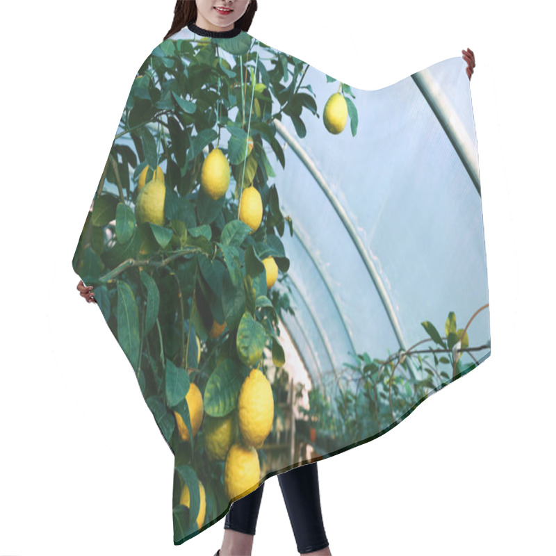 Personality  Tree Branches With Green Leaves And Unripe Lemons In Greenhouse Hair Cutting Cape