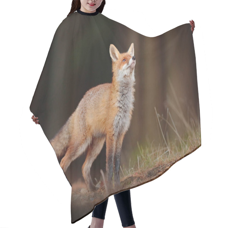 Personality  Cute Red Fox, Vulpes Vulpes In Fall Forest. Beautiful Animal In The Nature Habitat. Wildlife Scene From The Wild Nature. Fox Running In Orange And Yellow Autumn Leaves. Animal In Fall Wood Habitat. Hair Cutting Cape