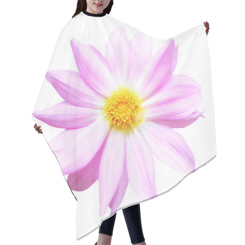 Personality  Beautiful Pink Pastel Dahlia Flower Isolated On White Background. Natural Floral Background. Floral Design Element Hair Cutting Cape