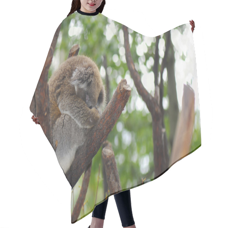 Personality  Young Australian Koala  Hair Cutting Cape