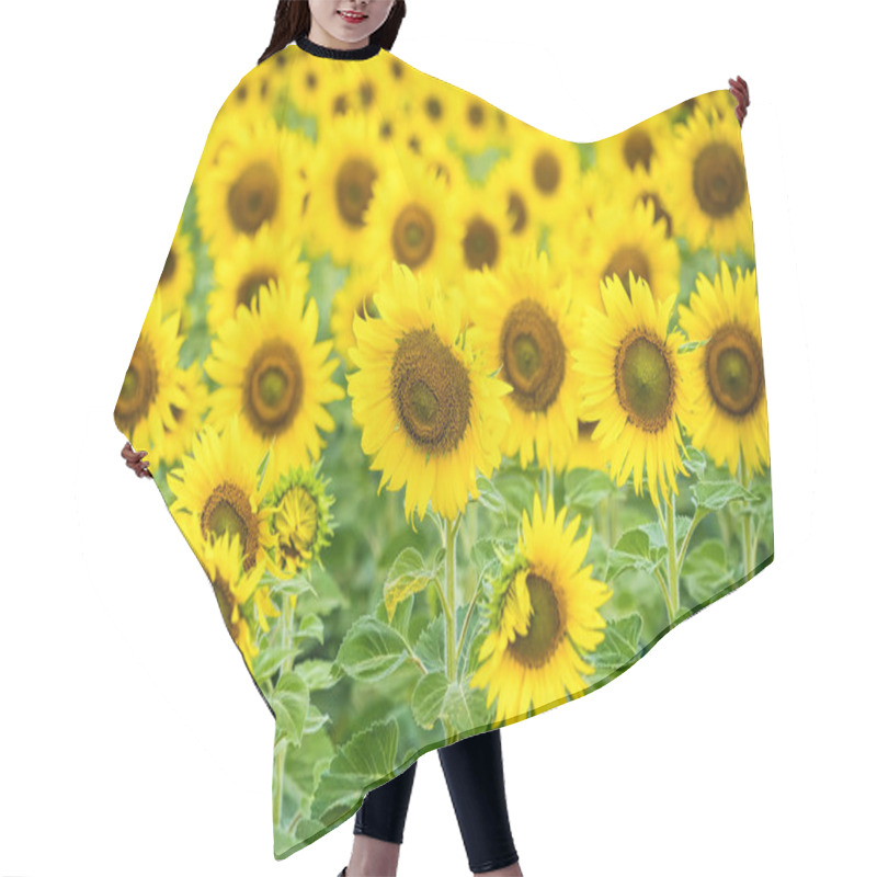 Personality  A Sunflower Field Captured In Perfect Detail, Highlighting The Brightness And Vivid Colors Of Each Blooming Flower Hair Cutting Cape