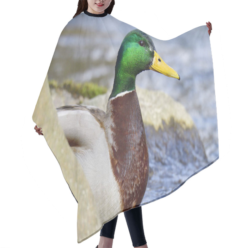 Personality  Mallards In The Spring On The Spree Hair Cutting Cape