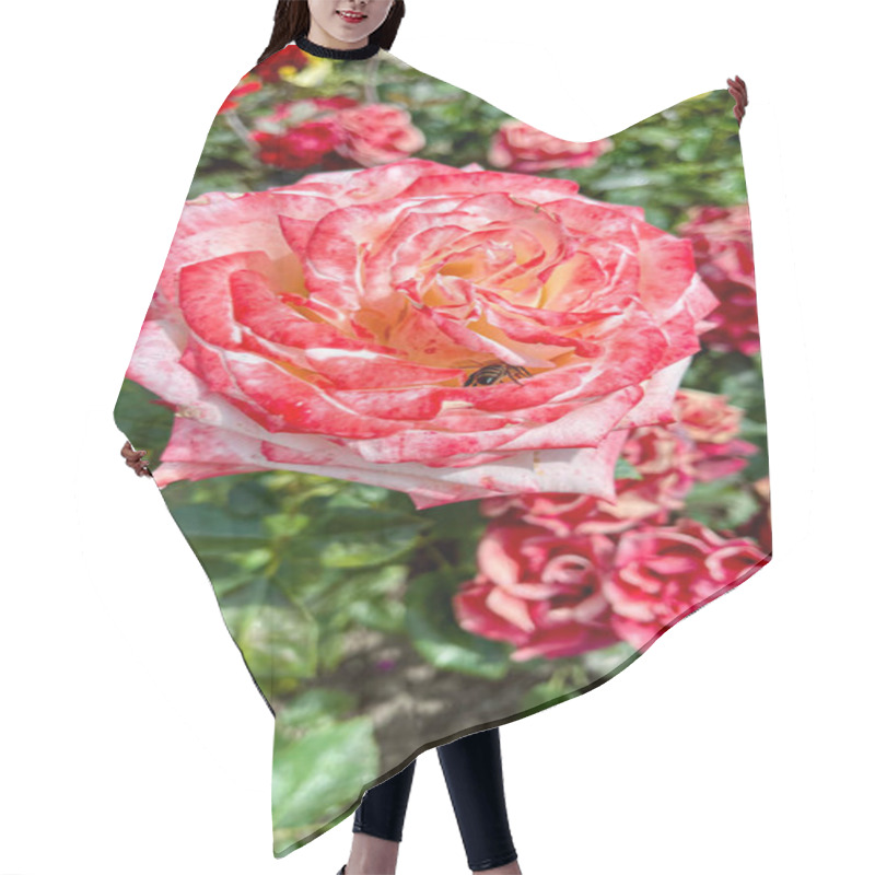 Personality  Macro Shot Of A Rose With Petals In Soft Gradient Shades, Surrounded By Vibrant Green Leaves. A Detailed, Natural, And Captivating Floral Image Showcasing Nature's Beauty. Hair Cutting Cape