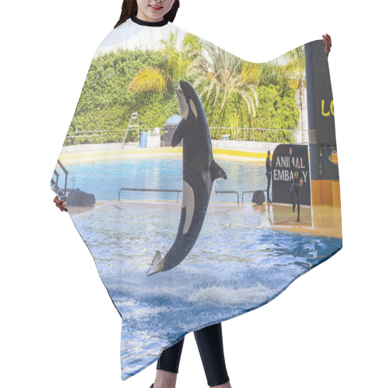 Personality  PUERTO DE LA CRUZ, TENERIFE, SPAIN - MARCH 1 , 2022: Water Shows With Killer Whales In Loro Park (Loro Parque) , Tenerife, Spain. 