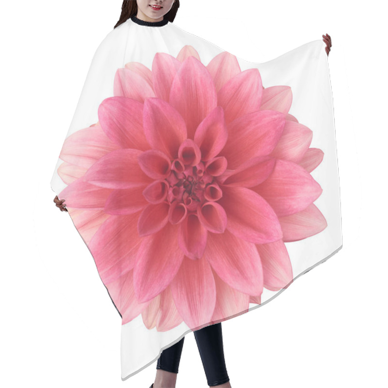 Personality  Pink Dahlia Flower Isolated On White Background, Close-up Cut Out Of Beautiful Single Daisy-like Flower Head, Taken Straight From Above Hair Cutting Cape