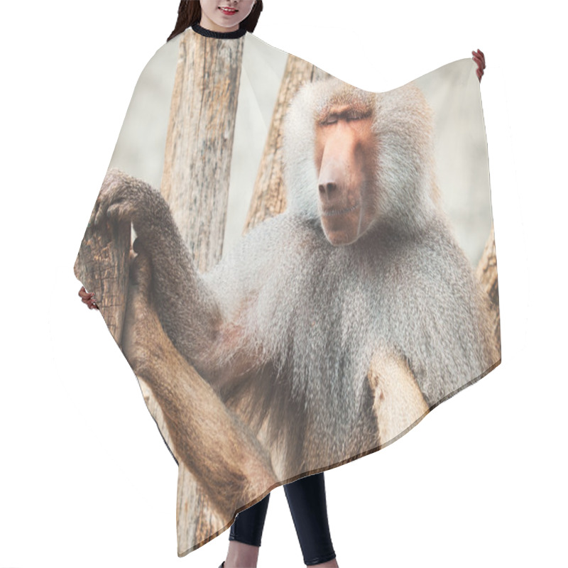 Personality  Baboon Siitng On Branches Hair Cutting Cape