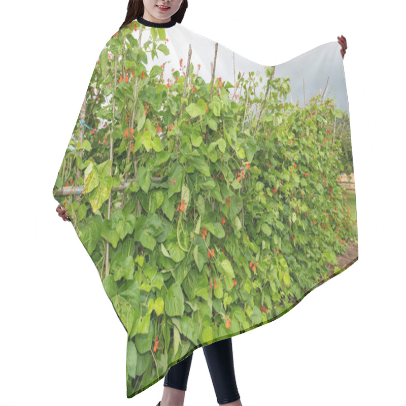 Personality  Red Flowers On A Runner Bean (phaseolus Coccineus) Plant Hair Cutting Cape