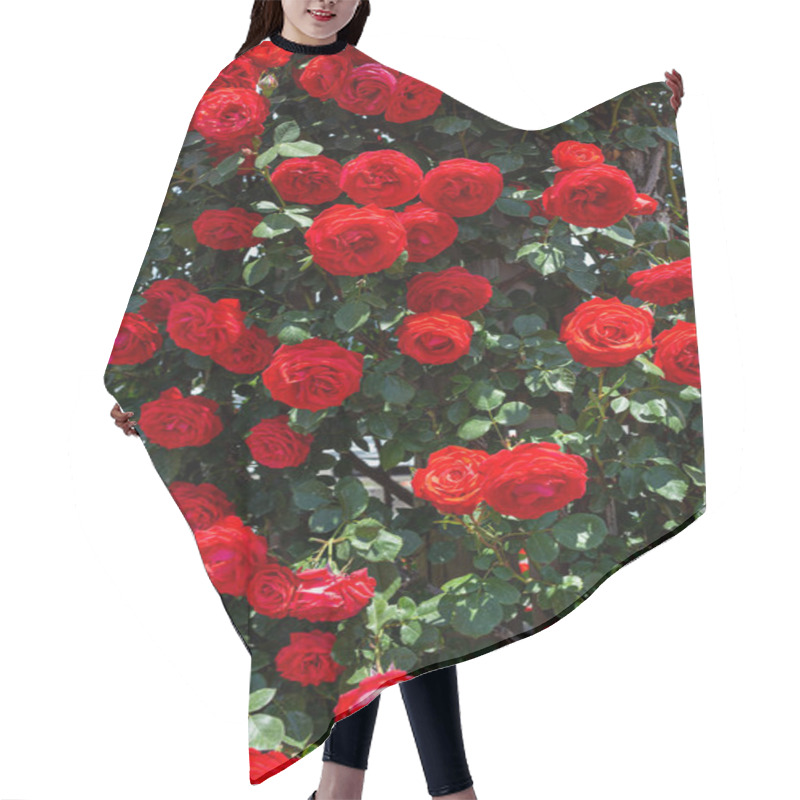 Personality  Beautiful Red Roses Blooming In The Rose Garden. Hair Cutting Cape