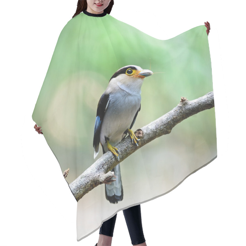 Personality  Female Silver-breasted Broadbill Hair Cutting Cape