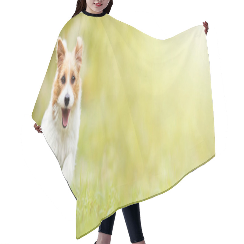 Personality  Cute Happy Fluffy Active Pet Dog Running, Walking In The Grass. Puppy Obedience Training Banner. Hair Cutting Cape