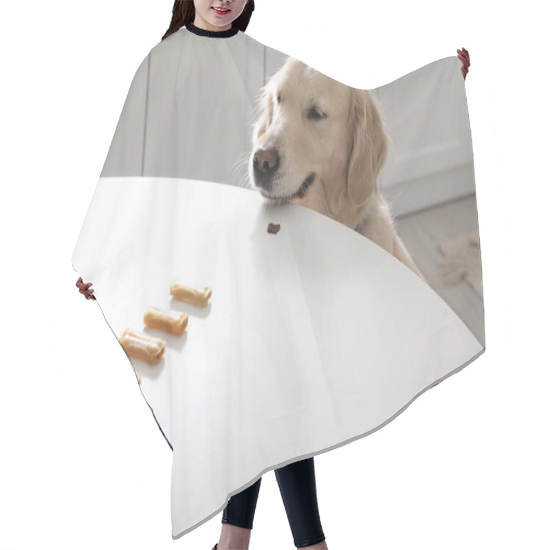 Personality  Cute Golden Retriever At Table With Dog Biscuits In Kitchen Hair Cutting Cape