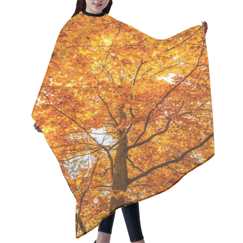 Personality  Beautiful Autumn Tree With Orange And Yellow Leaves On The Branches Hair Cutting Cape