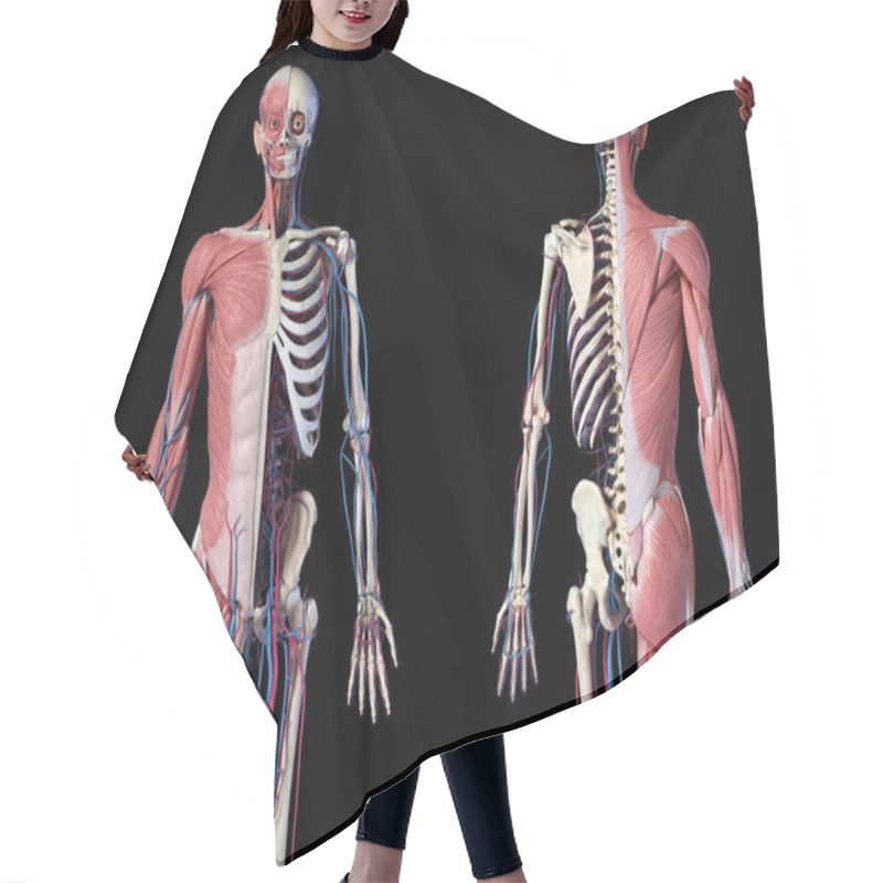 Personality  Human 3/4 Body Skeleton With Muscles, Veins And Arteries. Front And Back Views. Hair Cutting Cape