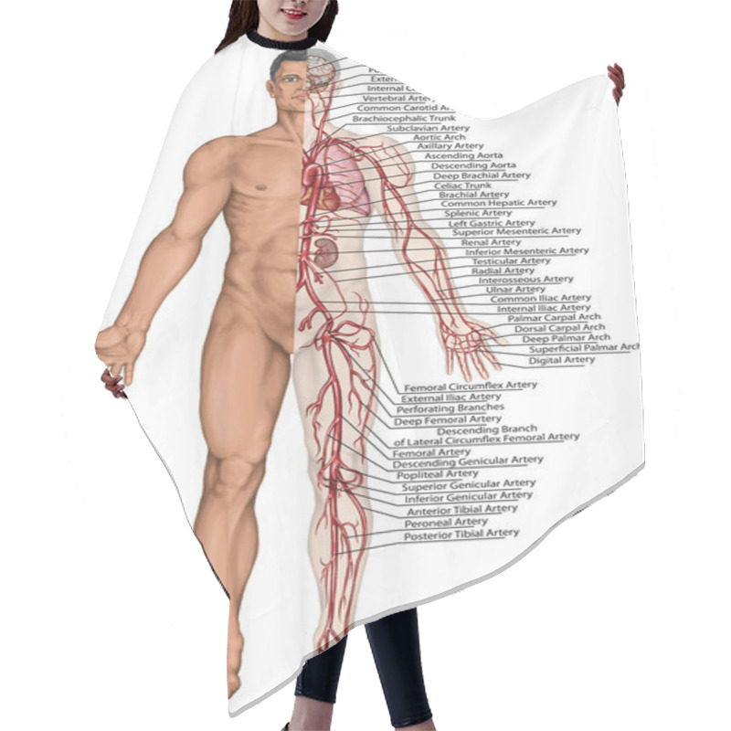 Personality  Human Bloodstream - Didactic Board Of Anatomy Of Blood System Of Human Circulation Sanguine, Cardiovascular, Vascular And Arterial System Hair Cutting Cape