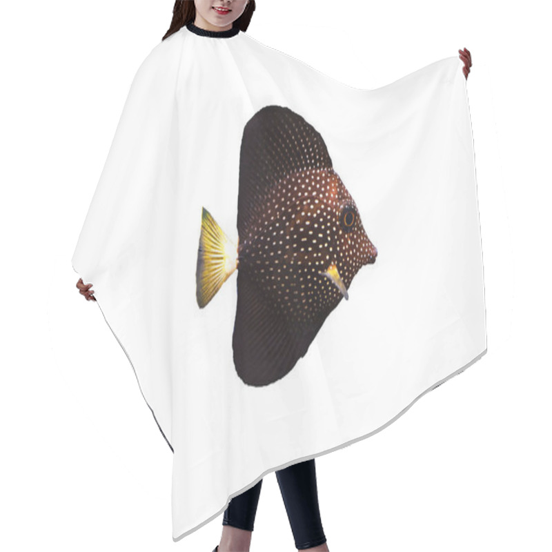 Personality  Gemmatum Tang - (Zebrasoma Gemmatum) Hair Cutting Cape