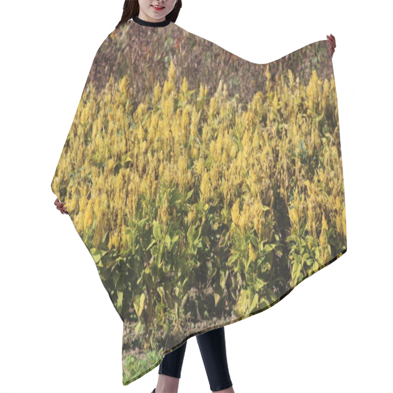 Personality  The Field Is Filled With Clusters Of Bright Yellow Flowering Plants, Thriving Under The Warm Sunlight Of Late Summer, Surrounded By Greenery And Wildflowers. Hair Cutting Cape