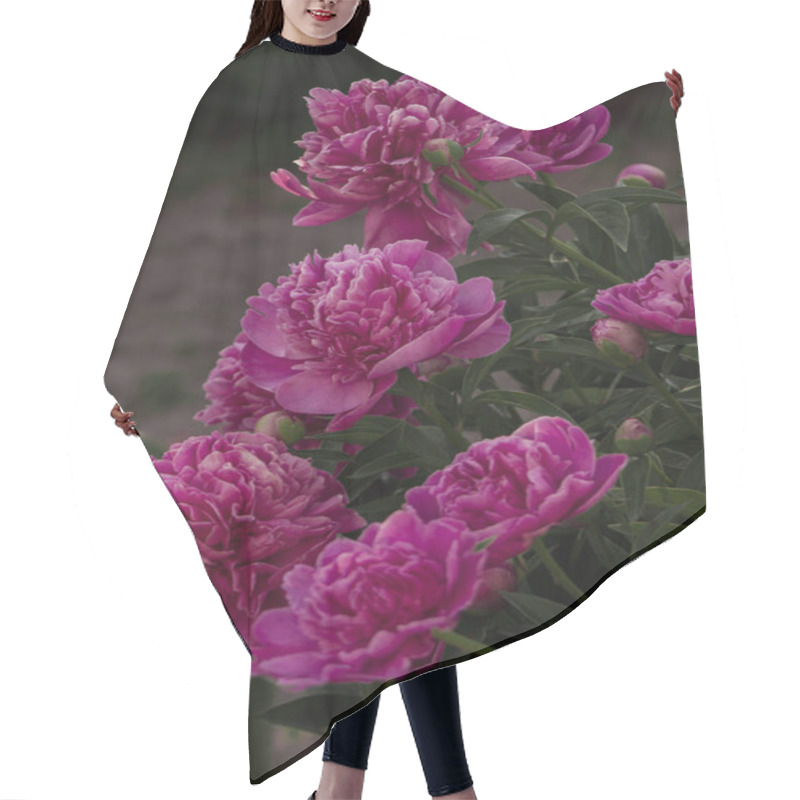 Personality  A Cluster Of Pink Peonies In Full Bloom, Displaying Their Lush Petals And Vibrant Beauty. A Captivating Representation Of Elegance And Natural Charm. Hair Cutting Cape