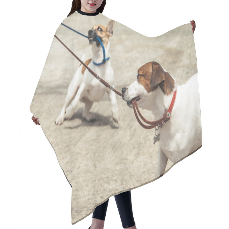 Personality  Funny Dogs Hair Cutting Cape