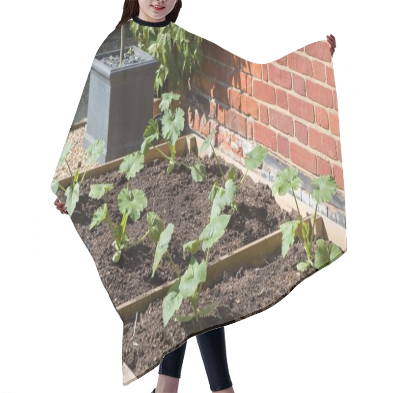 Personality  Courgette (zucchini) Plants Growing In A Raised Bed In A Garden In Spring. England, UK Hair Cutting Cape