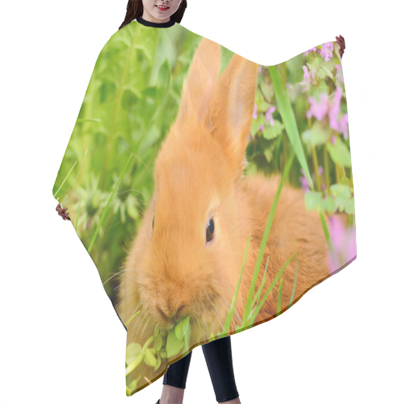 Personality  Baby Bunny Eat In Spring Grass  Hair Cutting Cape