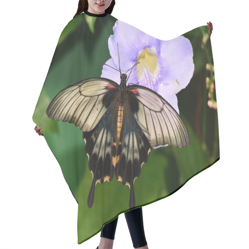 Personality  Great Mormon Butterfly Hair Cutting Cape