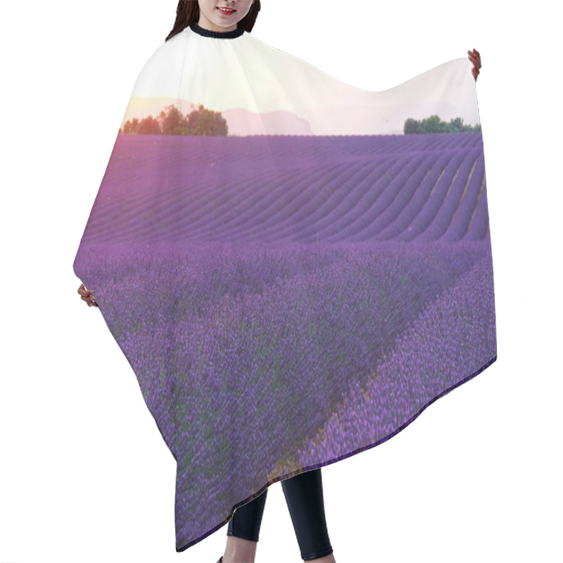 Personality  DRONE: Evening Sun Rises From Behind Hills And Illuminates Fields Of Lavender. Hair Cutting Cape