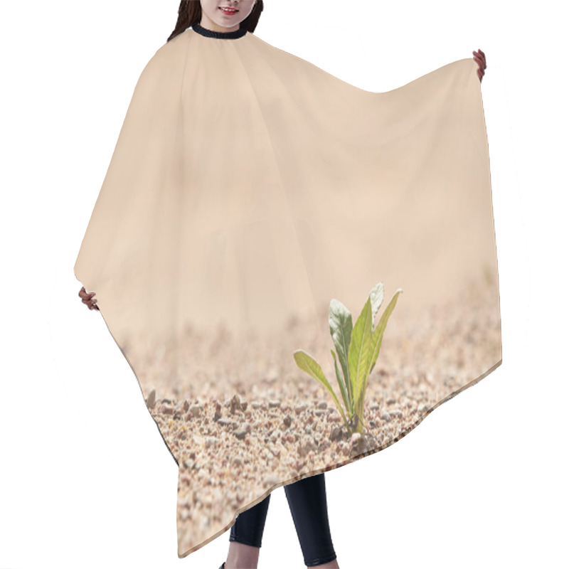 Personality  Young Seedling Growing In A Desert Sand. The Concept Of Survival. Photo With Copy Space. Hair Cutting Cape