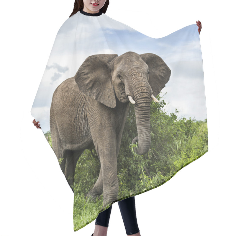 Personality  Elephant Walking, Serengeti, Tanzania Hair Cutting Cape