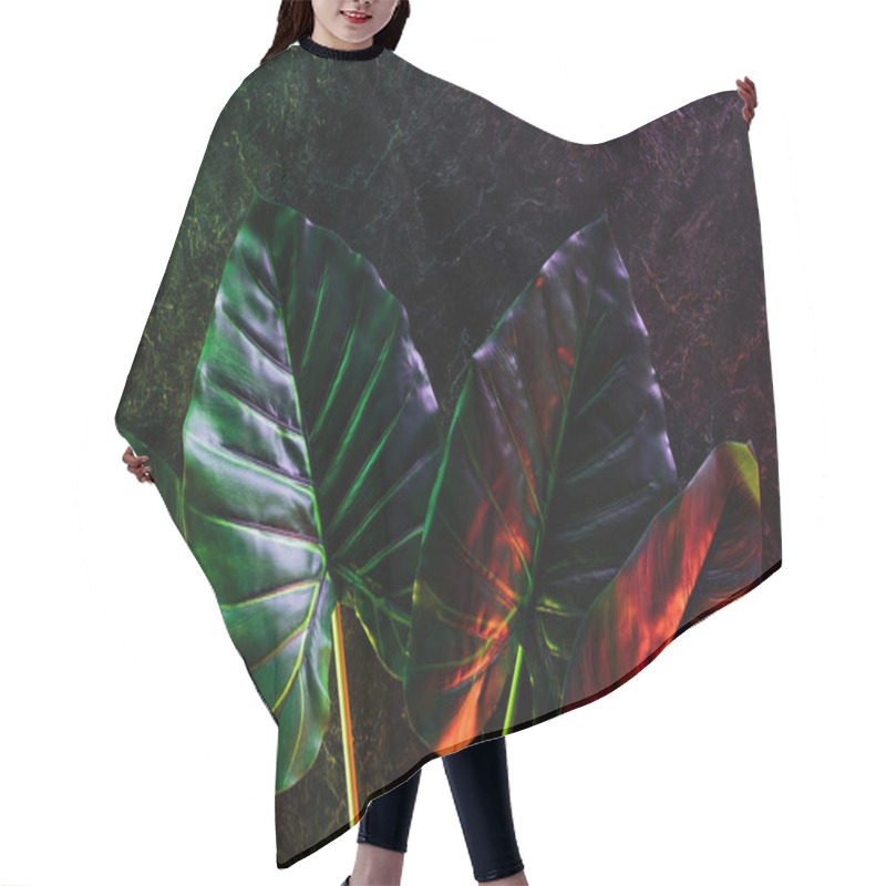 Personality  Flat Lay With Arranged Tropical Leaves Placed In Row With Red And Purple Lighting  Hair Cutting Cape