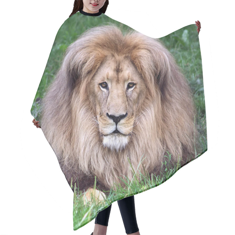 Personality  Lion Head With A Luxurious Mane. Portrait Of A Lion On A Background Of Green Grass. Lion Close-up. Looking Away. The Figure Of A Lion On A Background Of Green Grass. Hair Cutting Cape