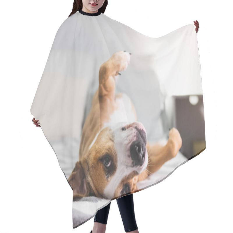 Personality  Funny Dog Chilling On The Bed Upside Down. Pets At Home, Relaxing, Puppy Feeling Calm And Comfortable, Indoors Lifestyle Hair Cutting Cape