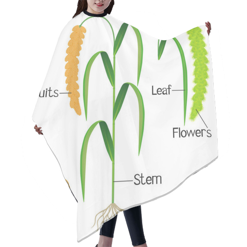 Personality  Parts Of Foxtail Millet Plant On A White Background. Hair Cutting Cape