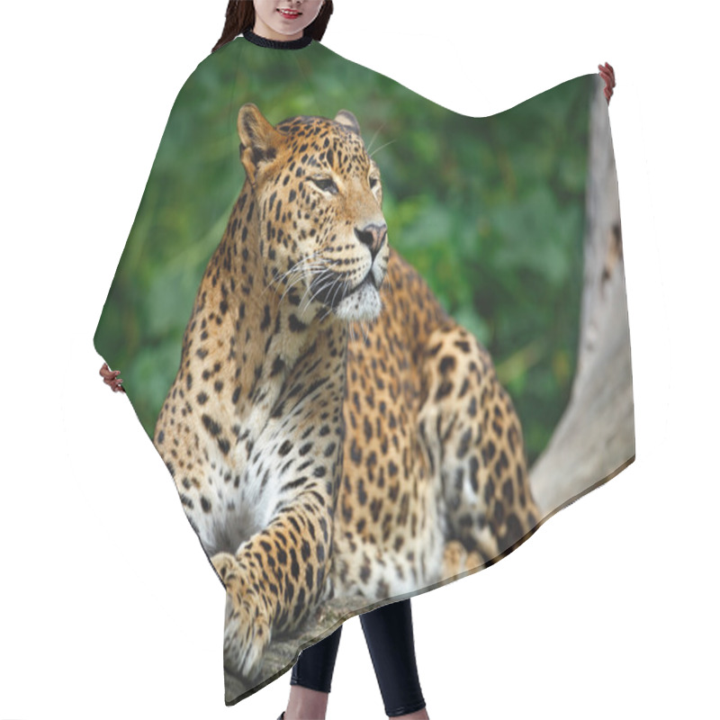 Personality  Sri Lankan Leopard Hair Cutting Cape