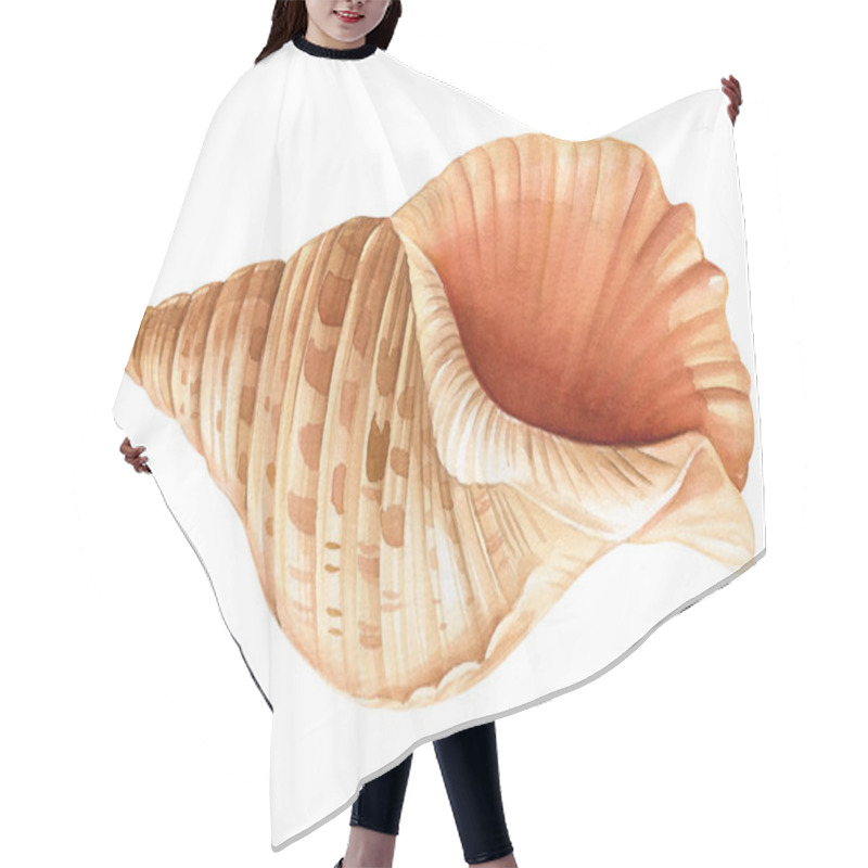 Personality  Watercolor Seashells Set Isolated White Background. Hand Drawn Illustration. Collection Realistic Sea Shell For Design. High Quality Illustration Hair Cutting Cape