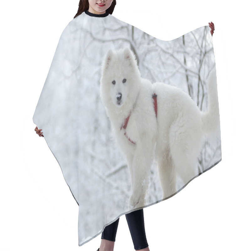 Personality  Samoyed Dog Hair Cutting Cape