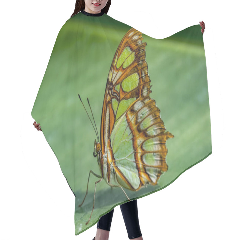 Personality  Closeup Beautiful Malachite Butterfly (siproeta Stelenes) In A Summer Garden Hair Cutting Cape