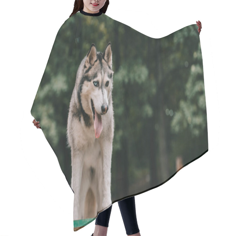 Personality  Grey Siberian Husky Dog Walking In Park Hair Cutting Cape