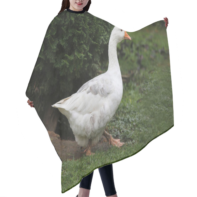 Personality  Closeup Of White And Grey Adult Geese On Farm Yard. Domestic Goo Hair Cutting Cape