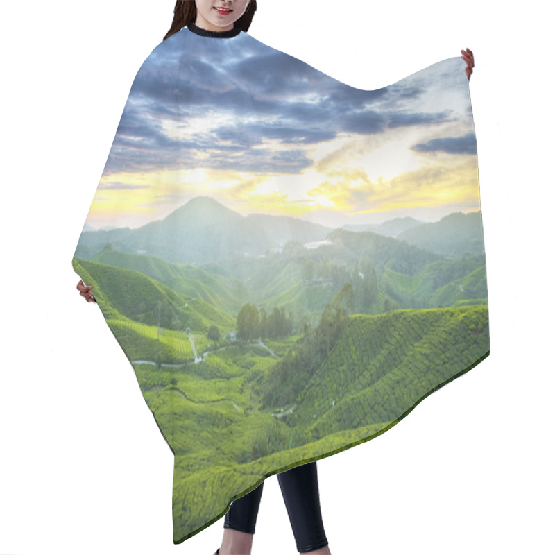 Personality  Tea Plantations. Hair Cutting Cape