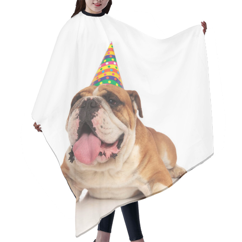 Personality  Cute Birthday English Bulldog Lying On White Background And Waiting For Its Cake, Looking To Side Hair Cutting Cape